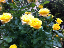 sjskgreenhouseのブログ-beautiful roses